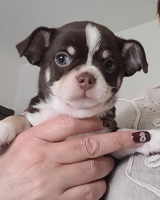 Chihuahua cucciolo