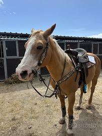 Quarter palomino