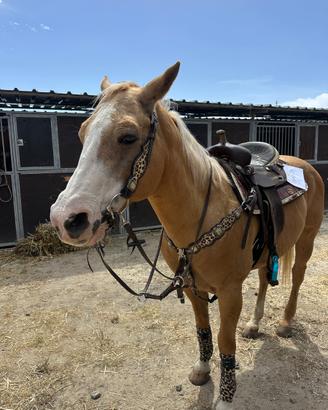 Quarter palomino