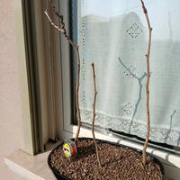 bonsai boschetto di ginko