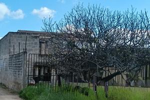 Terreno edificabile con rustico e pozzo artesiano