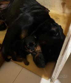 Cuccioli rottweiler