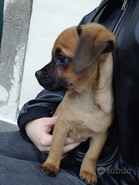 Cani Cuccioli di 4 mesi