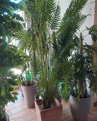 PIANTE FINTE/VERE