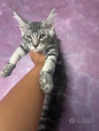 Cucciola di Maine coon