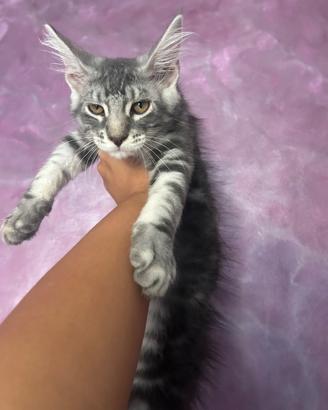 Cucciola di Maine coon