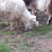 Becco cashmere 1 anno