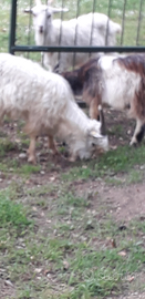 Becco cashmere 1 anno