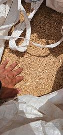 Granella di triticale