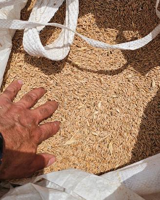Granella di triticale