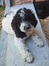 Lagotto Romagnolo con pedigree ROI