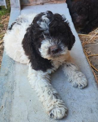 Lagotto Romagnolo con pedigree ROI