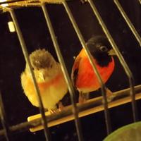 Cardinalini del Venezuela