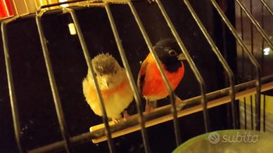 Cardinalini del Venezuela