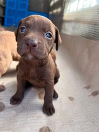 Pit Bull