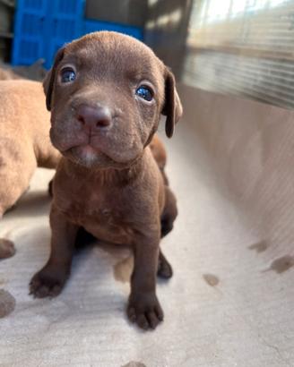 Pit Bull