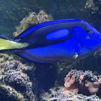 Hepatus XL pesce chirurgo