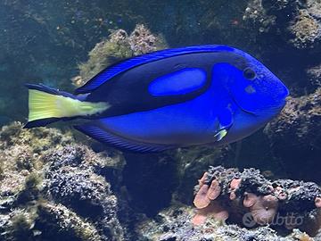 Hepatus XL pesce chirurgo
