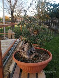 prebonsai olivastro