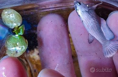 Betta HMPK silver dragon