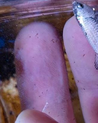 Betta HMPK silver dragon
