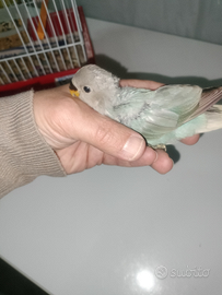 Inseparabile Opalino Verde acqua