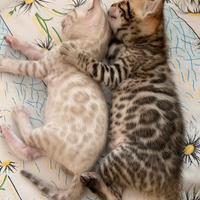 Cuccioli di gatto Bengal