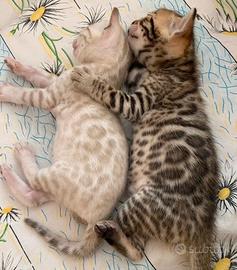 Cuccioli di gatto Bengal