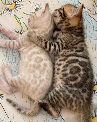 Cuccioli di gatto Bengal
