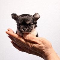 Chihuahua maschio