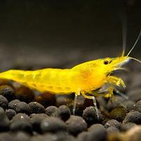 Lotto 10 x neocaridina davidi yellow fire