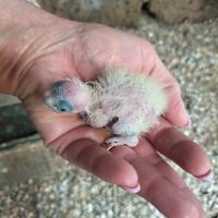 Calopsite da imbecco