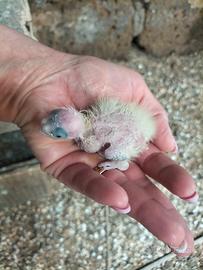 Calopsite da imbecco