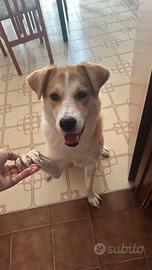 Cucciola di taglia media/grande