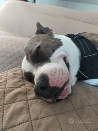 Cucciolone in re ga lo