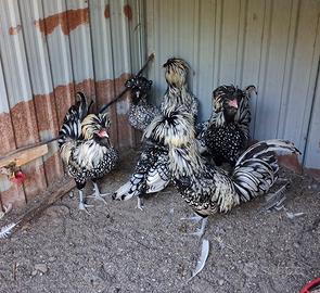 Galline padovane