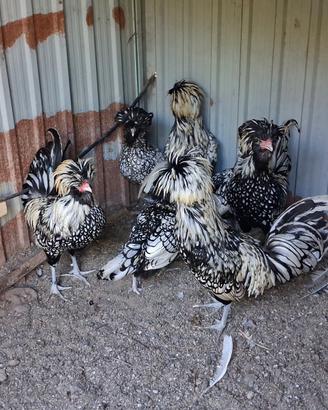 Galline padovane