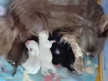 Cuccioli chihuahua , papà disponibile per monta