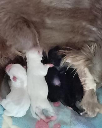 Cuccioli chihuahua , papà disponibile per monta