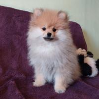 Femminuccia di Pomerania nano allevamento ENCI