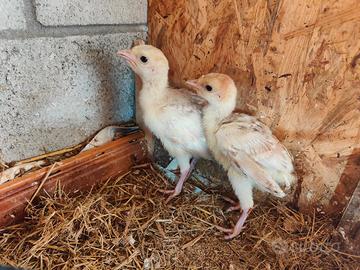 Pulcini tacchino ermellinato di due settimane