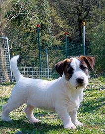 Jack Russell