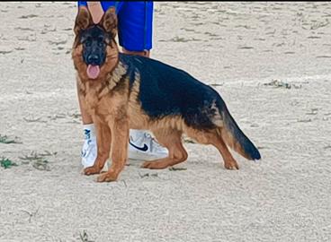 Cucciolone Pastore Tedesco