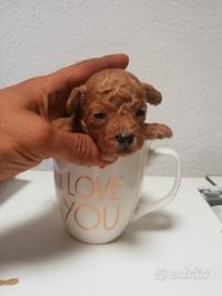 Barbone FIGLIO DI MINI TOY GENITORI VISIBILI