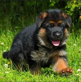 Cuccioli Pastore Tedesco