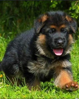 Cuccioli Pastore Tedesco