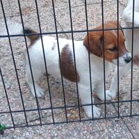 Cucciolo di Jack Russell