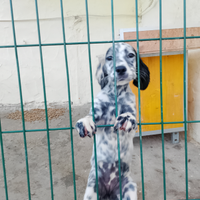 Cucciola setter inglese