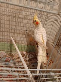 Calopsite maschio di 1 anno