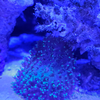 Corallo - Discosomi Rodactis